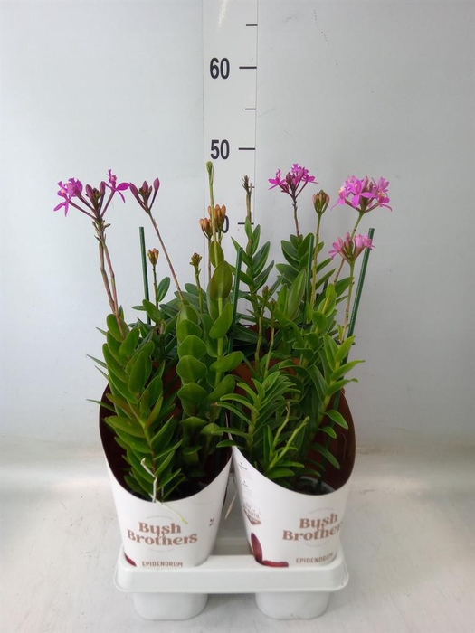 <h4>Epidendrum   ...</h4>