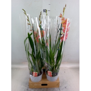 Burrageara  'Nelly Isler'