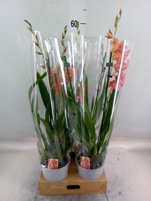 <h4>Burrageara  'Nelly Isler'</h4>