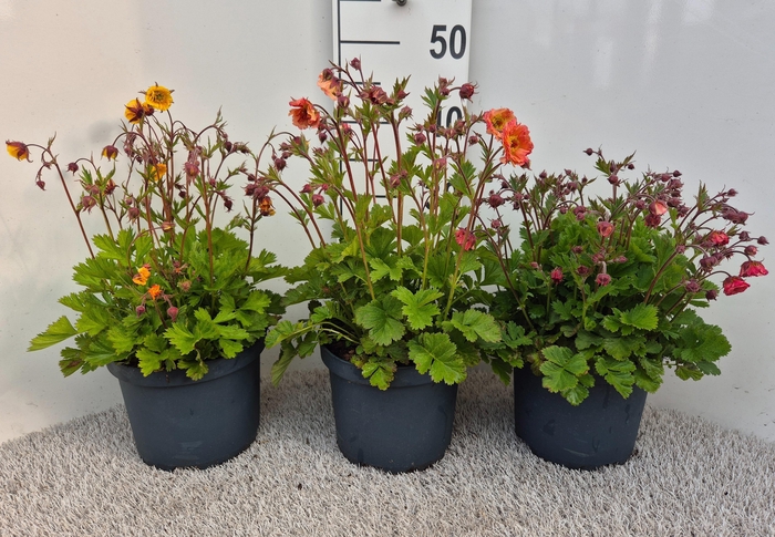 <h4>Geum Gemengd P19</h4>