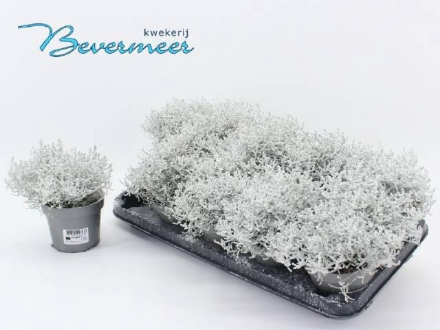 <h4>LEUCOPH CHALLENGE</h4>