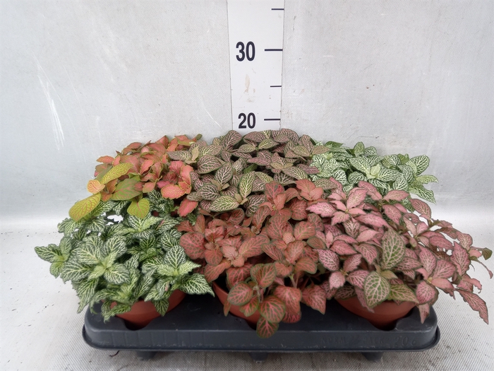 Fittonia   ...mix