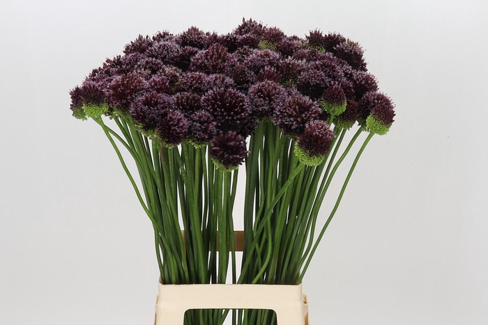 <h4>Allium Forelock</h4>