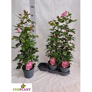 ROSA MIXK
