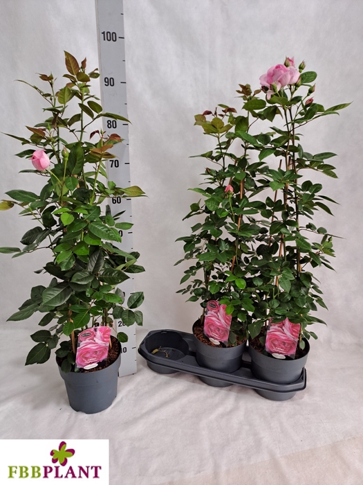 <h4>ROSA MIXK</h4>