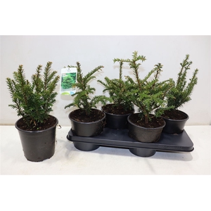 Taxus Baccata