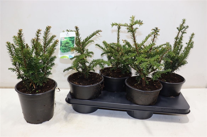 <h4>Taxus Baccata</h4>