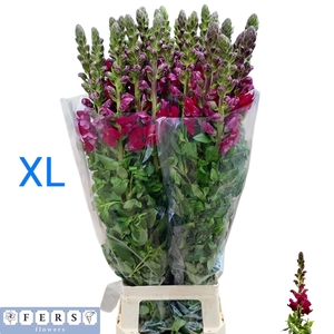 ANTIR ANTIBES MAGENT