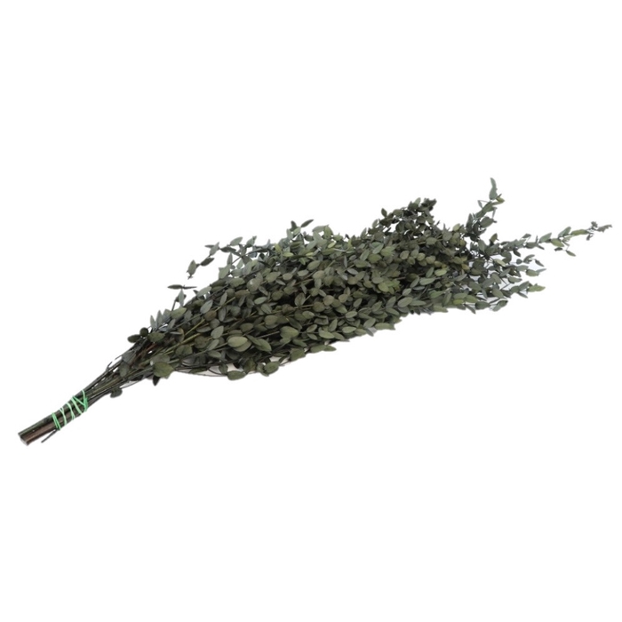 <h4>Preserved Eucalyptus Parvifog. 65cm 150g</h4>