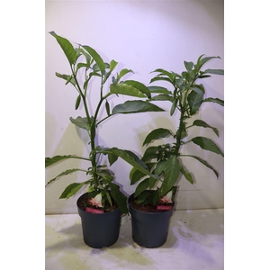 arr8 Brugmansia Struik Roze