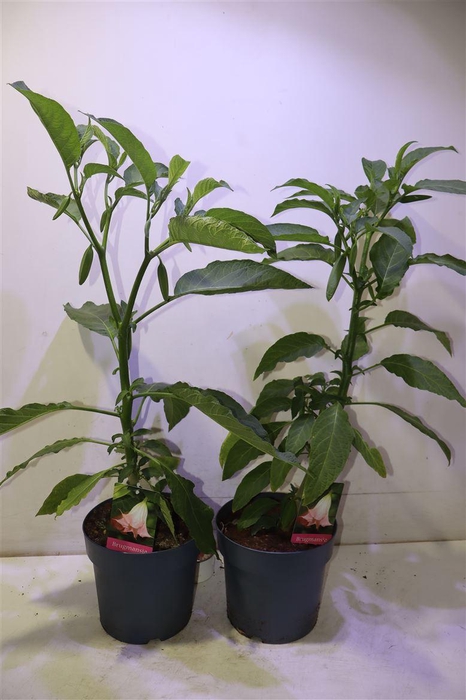 <h4>arr8 Brugmansia Struik Roze</h4>