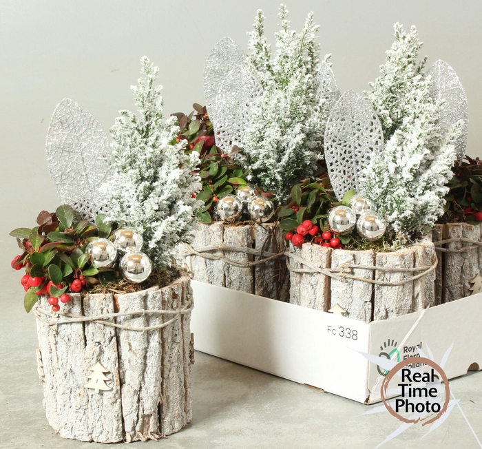 <h4>ARR TUINPLANTEN</h4>