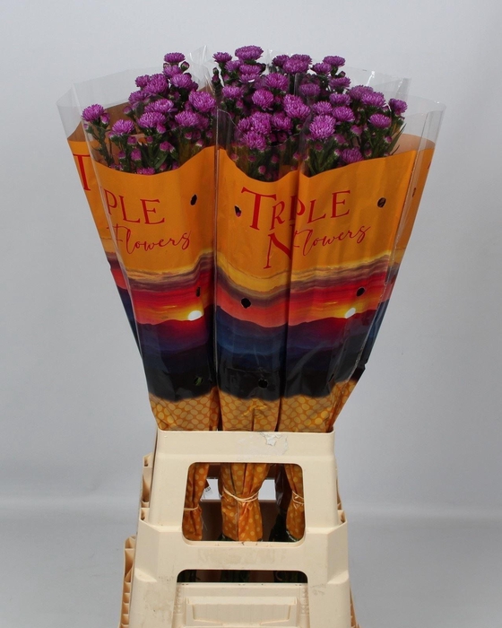 <h4>AST PRIMAVERA 40 GR.</h4>