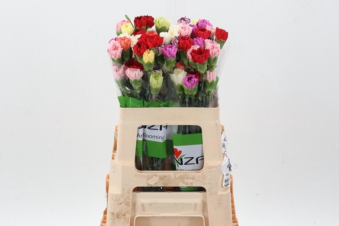<h4>Di St Rainbow Mix 60cm</h4>