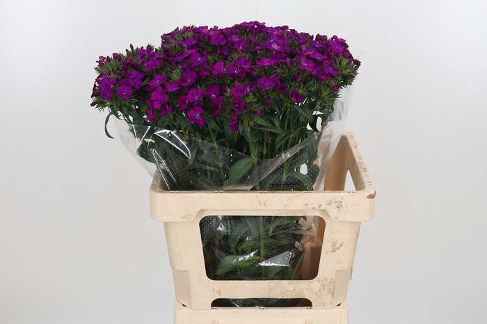 <h4>Di Barb Am Neon Purple</h4>