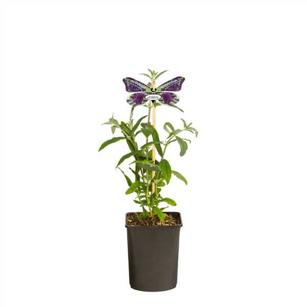 <h4>Buddleja davidii 'Black Knight' +butterfly label</h4>