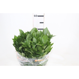 FOLHAGEM RUSCUS 050 CM