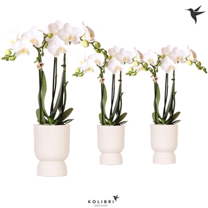 Kolibri Orchids Phalaenopsis white 3 spike in Diabolo travertine