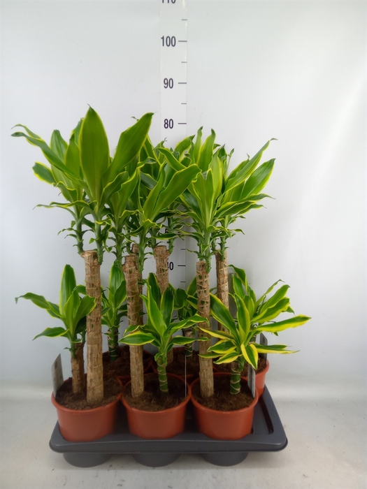 <h4>Dracaena frag. 'Golden Coast'</h4>