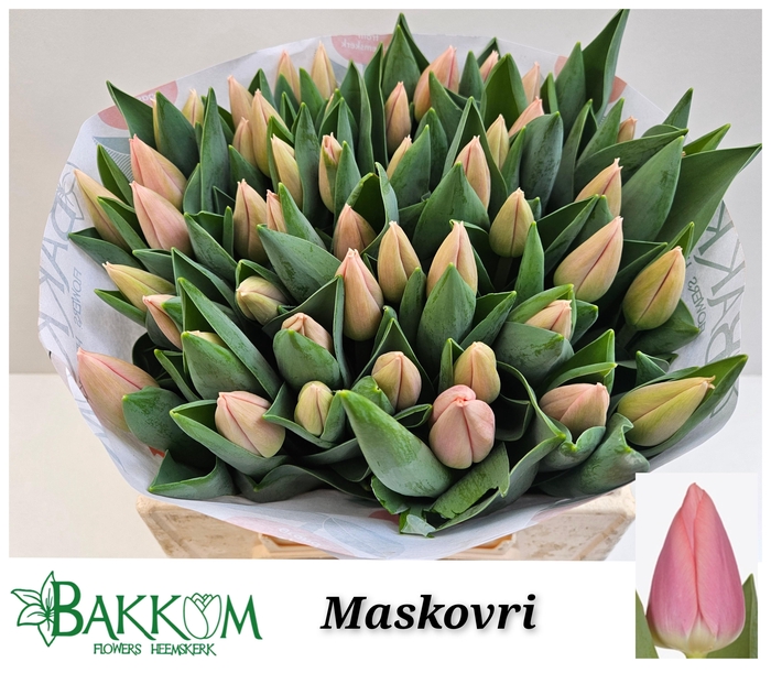 <h4>TU EN MASKOVRI</h4>