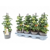Tomatenplanten