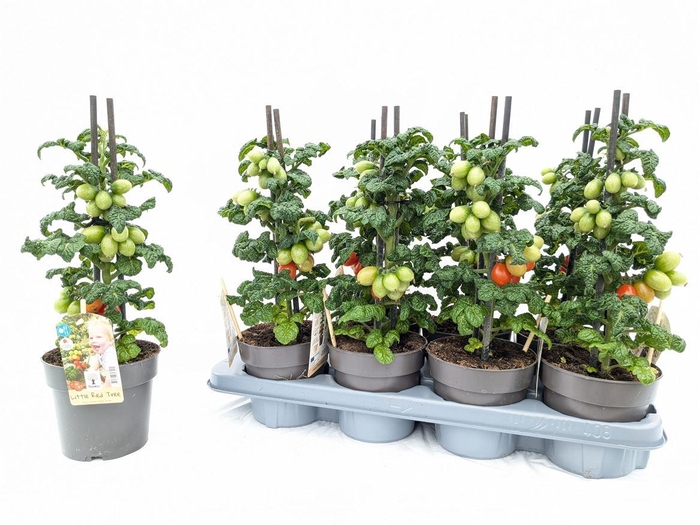 Tomatenplanten