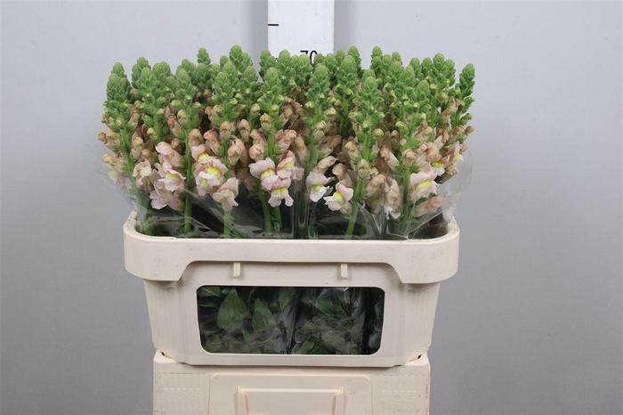 <h4>Antir Cool Pink</h4>