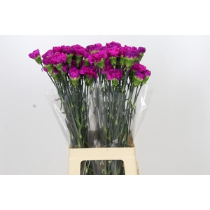 Dianthus St Tiepolo Fucsia