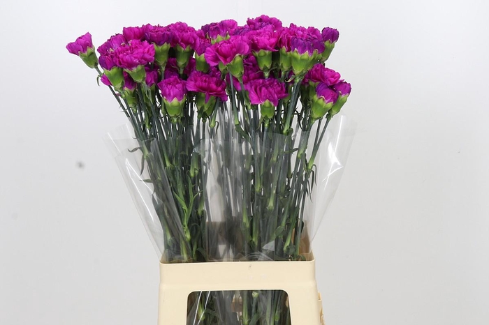 <h4>Dianthus St Tiepolo Fucsia</h4>