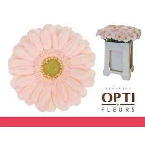 Ge Mi Alix-noor MPS GAP,08 CM,(NL),(20)