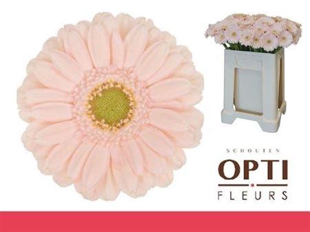 <h4>Ge Mi Alix-noor 08 CM,(NL),(20)</h4>